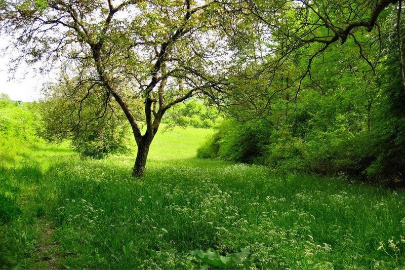 Green meadow with a tree