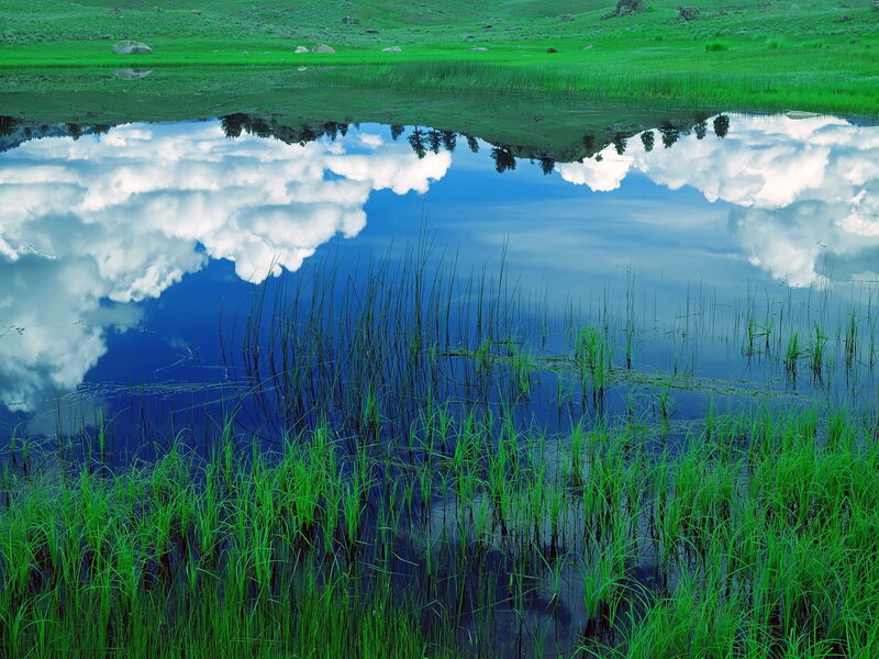 Green meadow with cloud reflection