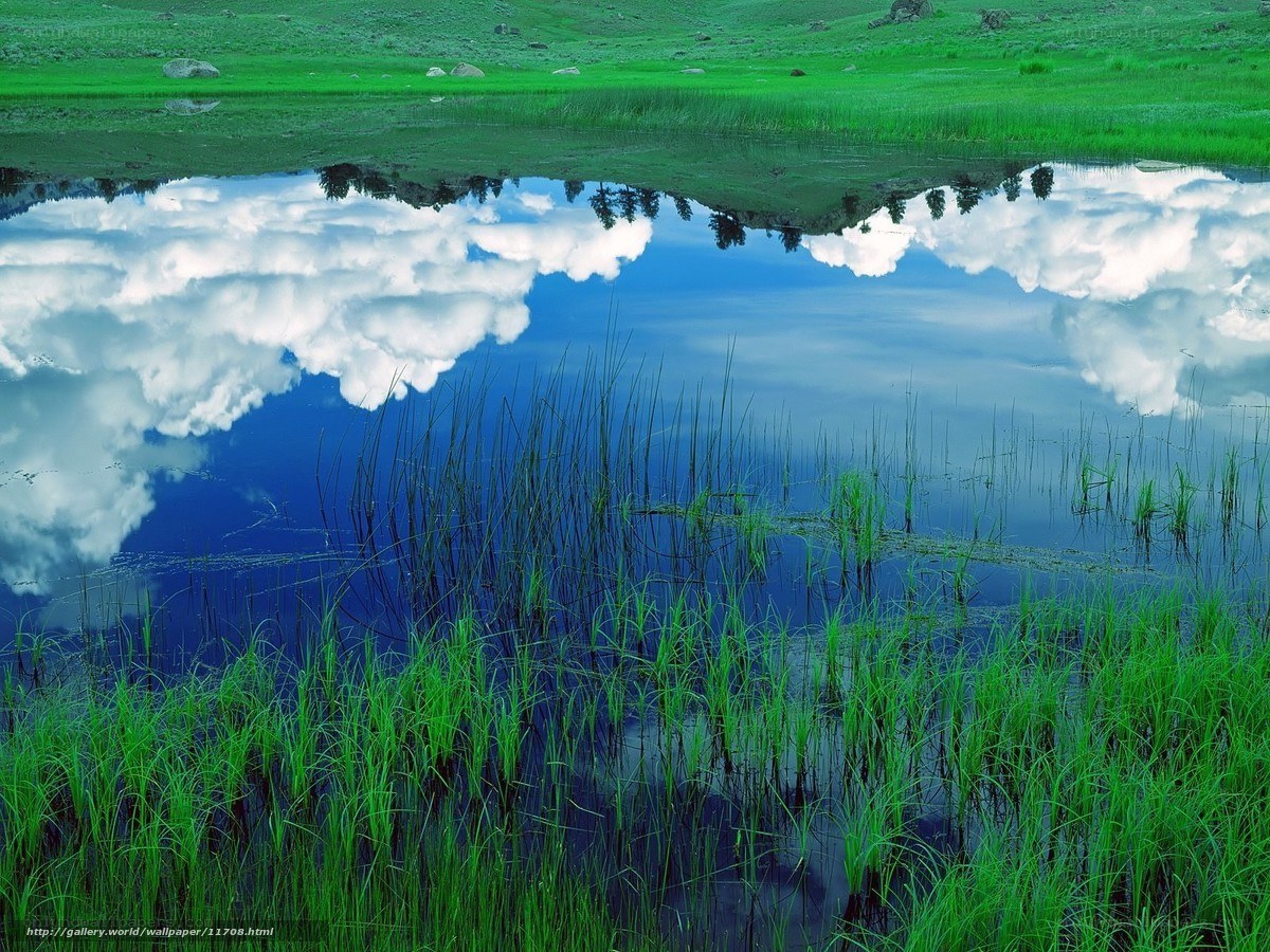Green meadow with cloud reflection