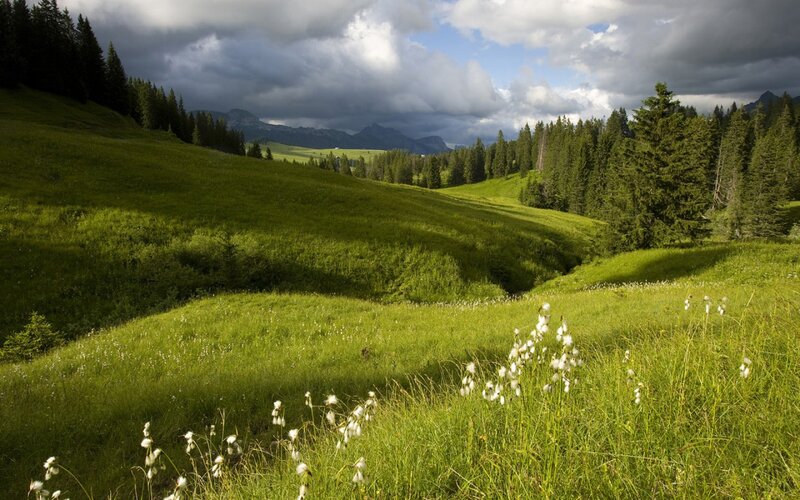 Green Meadow with Cotton Grass — Dramatic