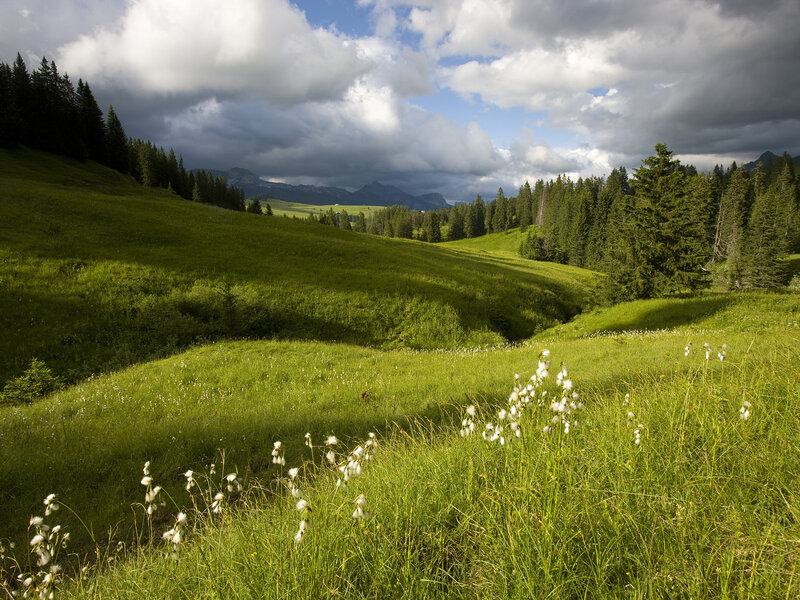 Green Meadow with Cotton Grass