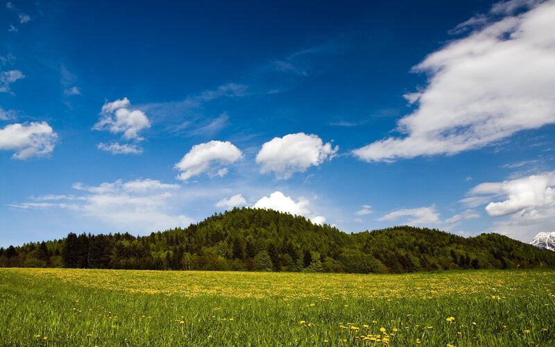 Green Meadow with Flowers — Blue
