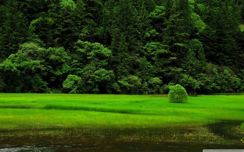 Green Meadow with Forest — Serene