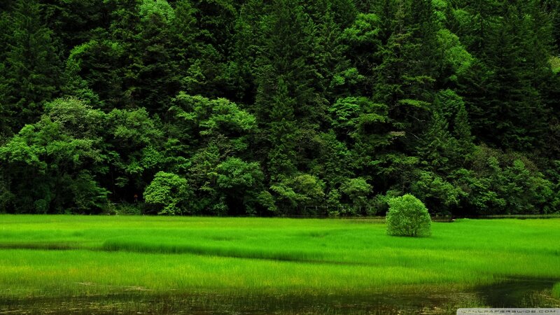 Green meadow with forest