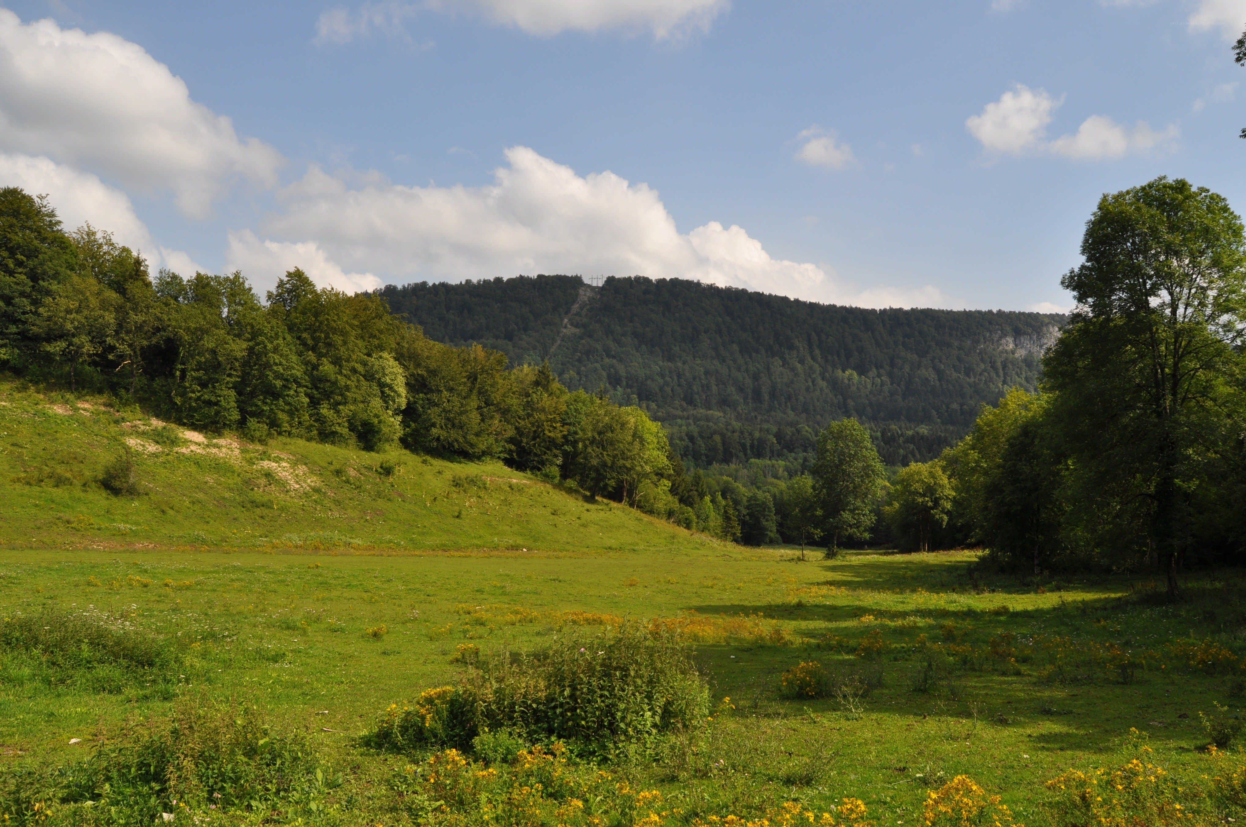Green meadow with forested hill
