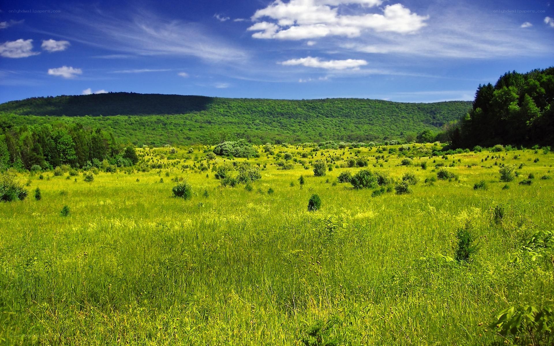 Green meadow with forested hills
