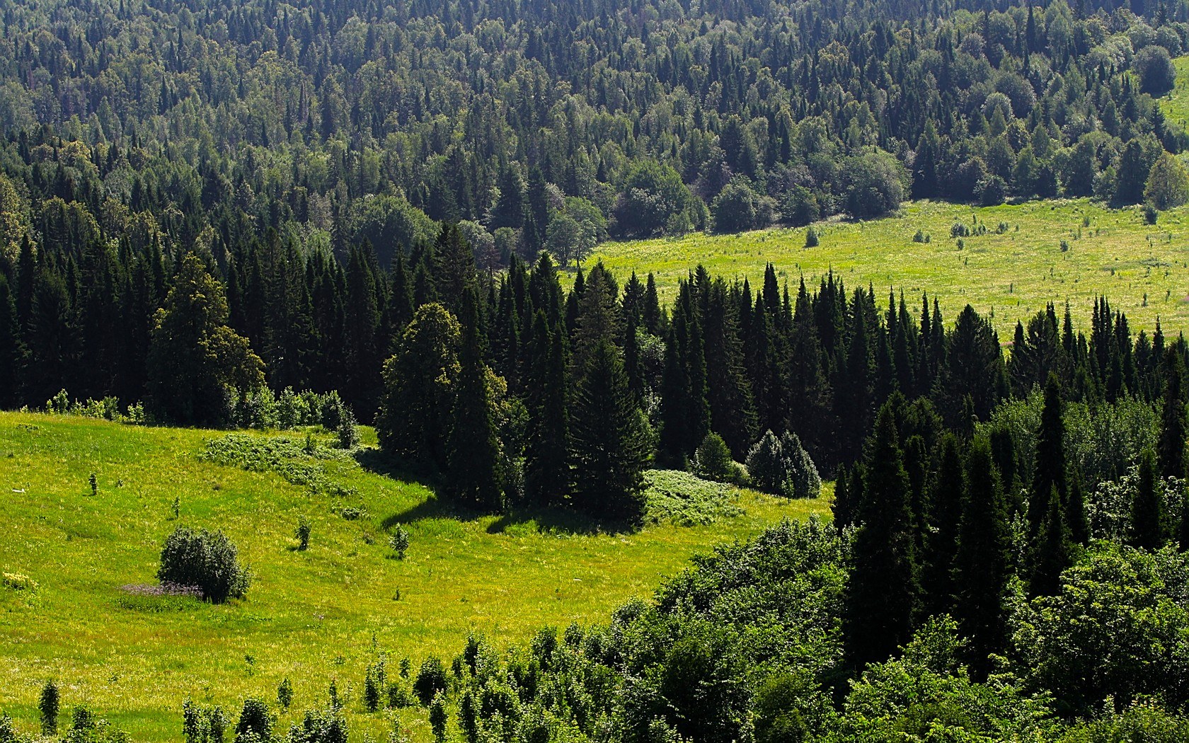 Green meadow with forested hills