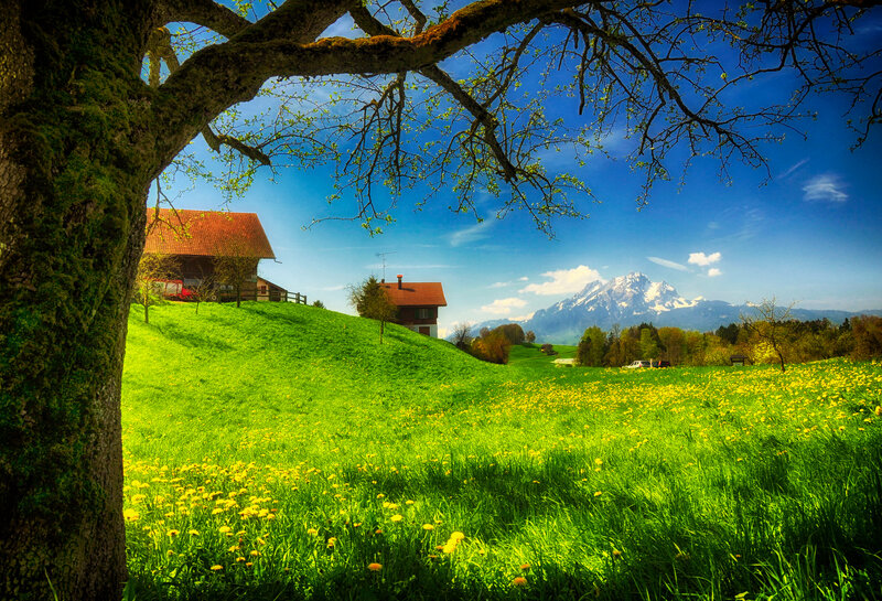 Green Meadow with Houses