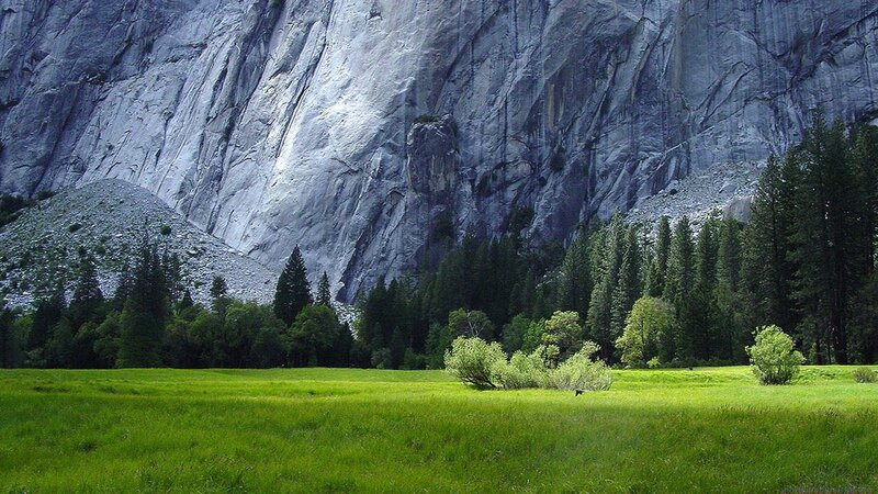 green meadow with mountain backdrop
