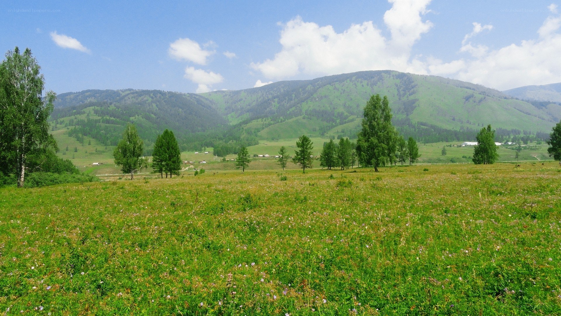 Green meadow with mountains