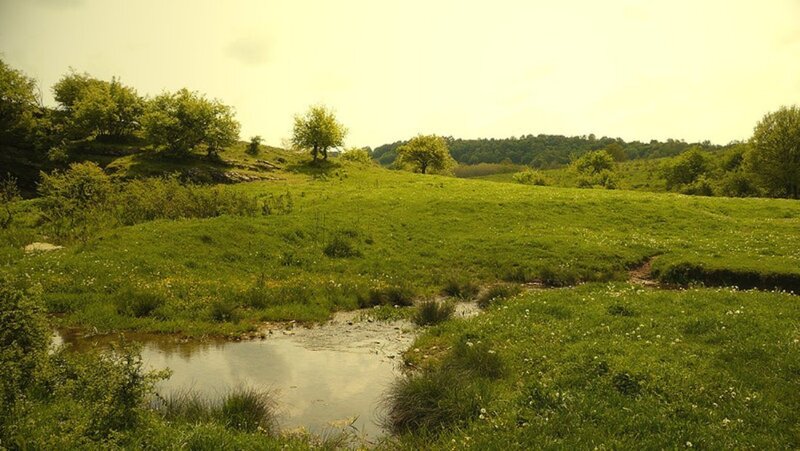 Green Meadow with Stream