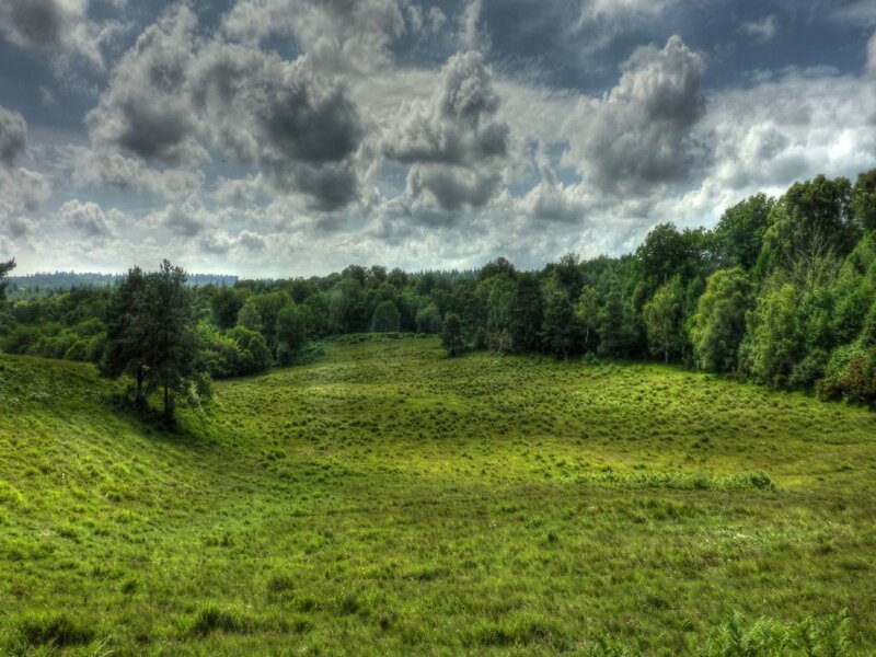Green Meadow with Trees — Dramatic