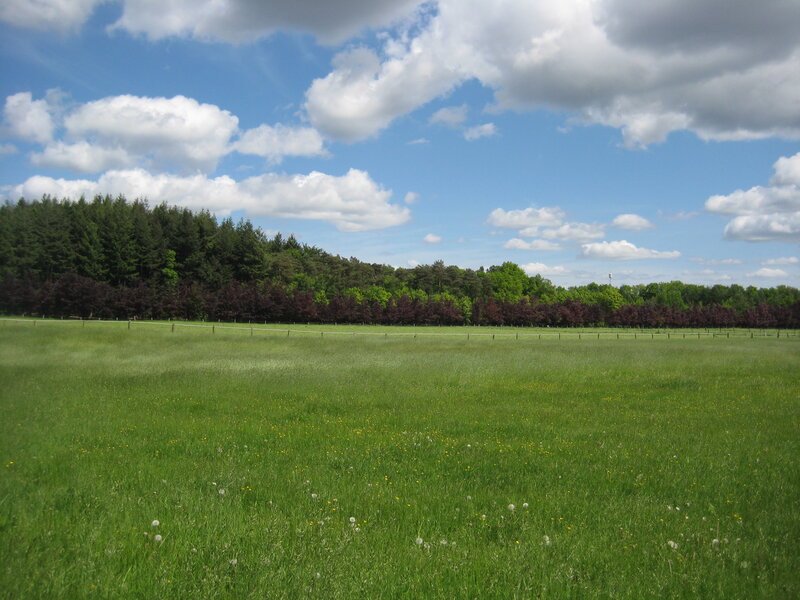 Green Meadow with Trees — Serene, Afternoon, Photograph, Clouds