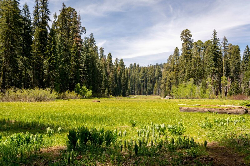 Green Meadow with Trees — Serene, Afternoon, Photograph, Grass