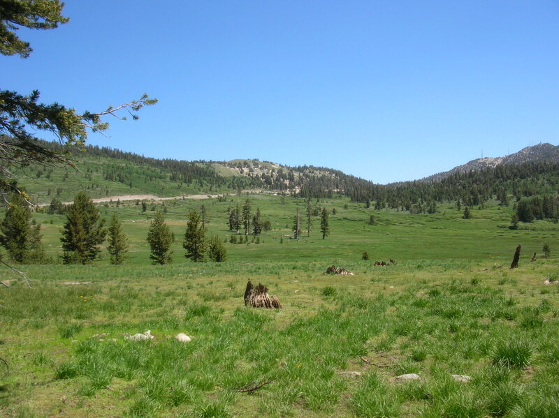 Green Meadow with Trees — Serene, Afternoon, Photograph