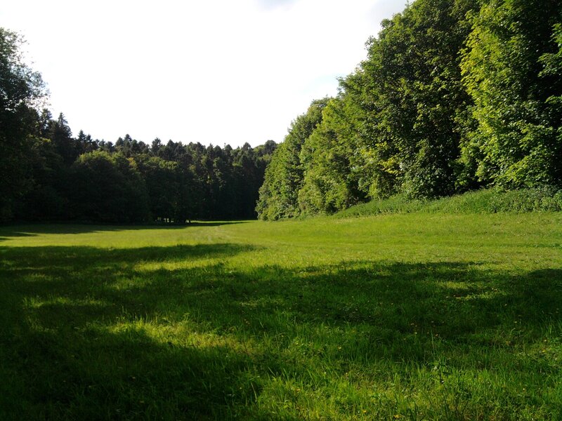Green Meadow with Trees — Serene, Afternoon