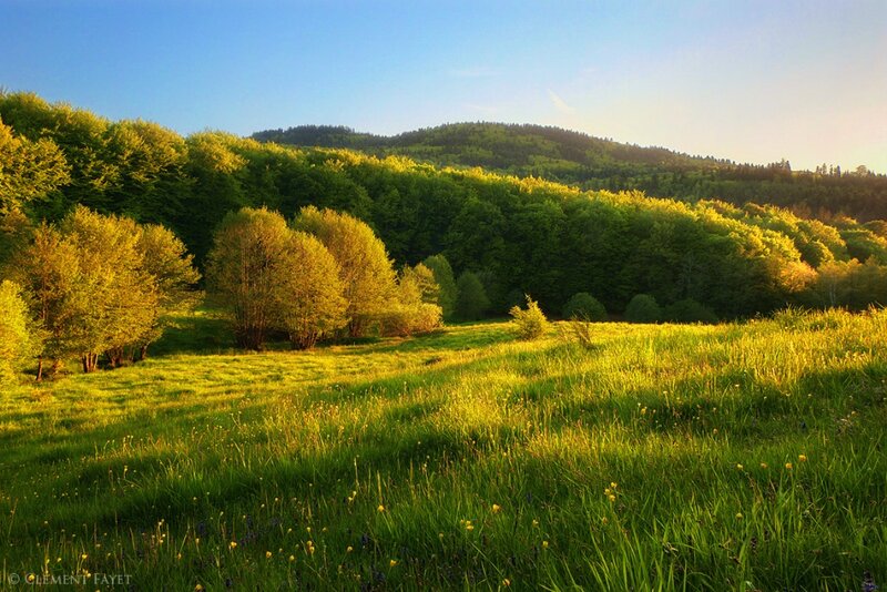 Green Meadow with Trees — Serene, Morning