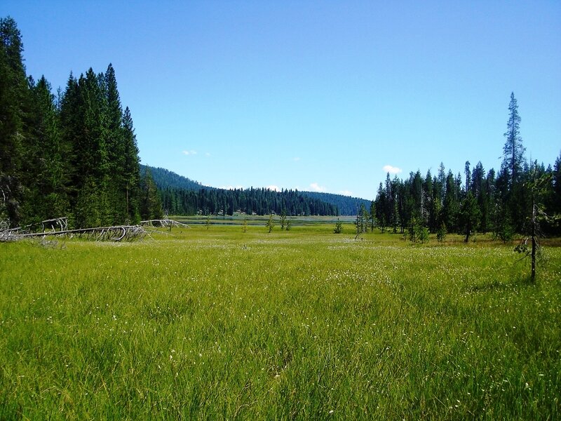 Green Meadow with Trees — Serene