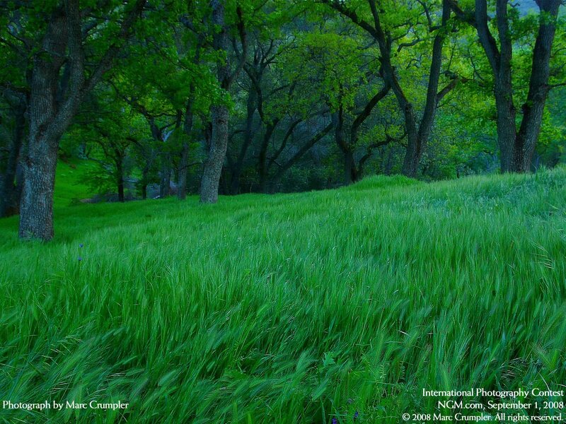 Green meadow with trees