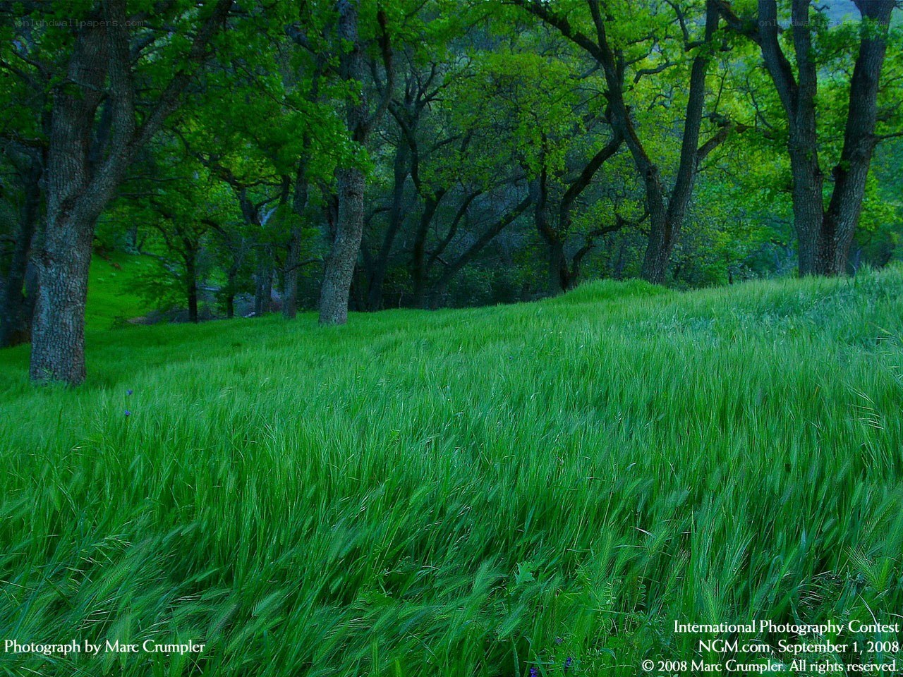 Green meadow with trees