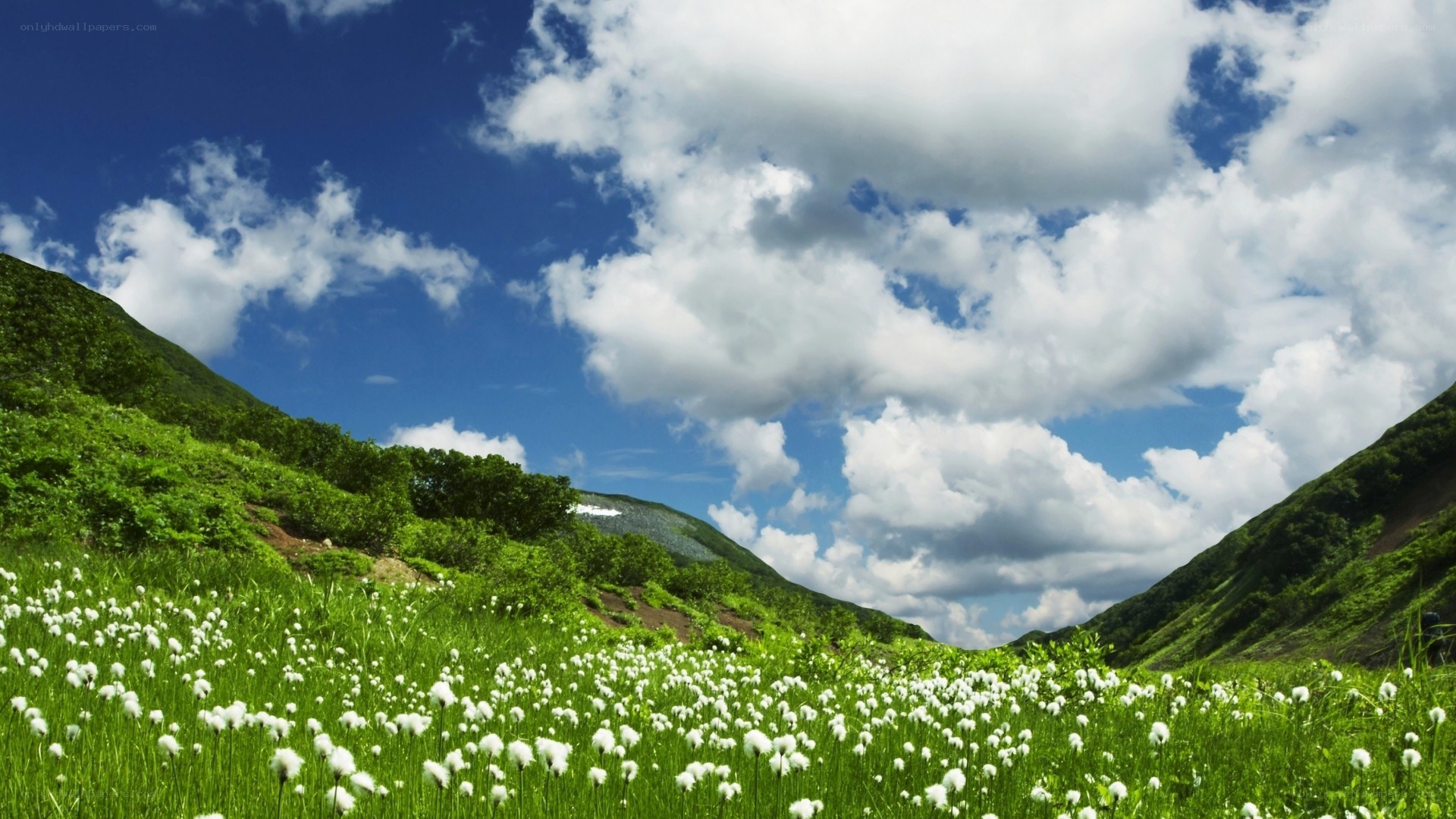 Green meadow with white flowers