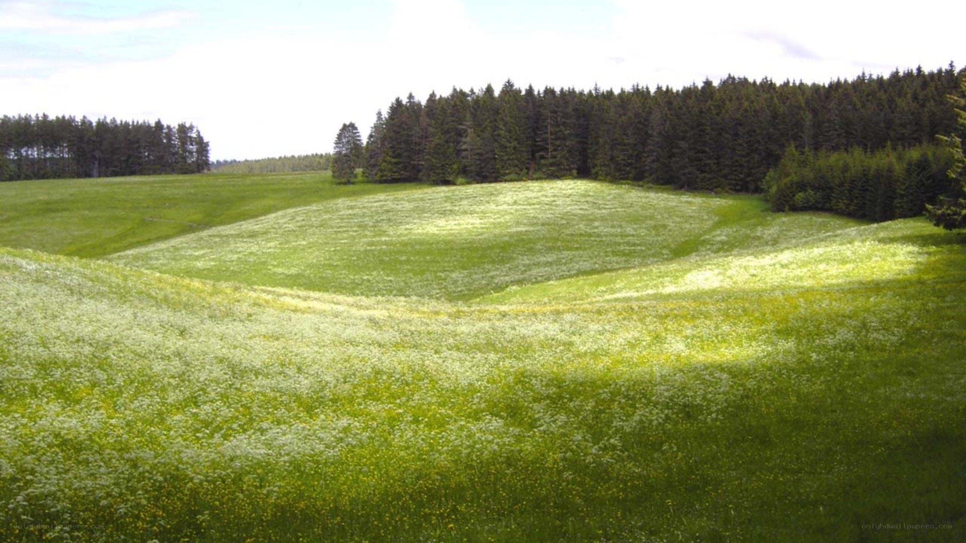 Green meadow with wildflowers