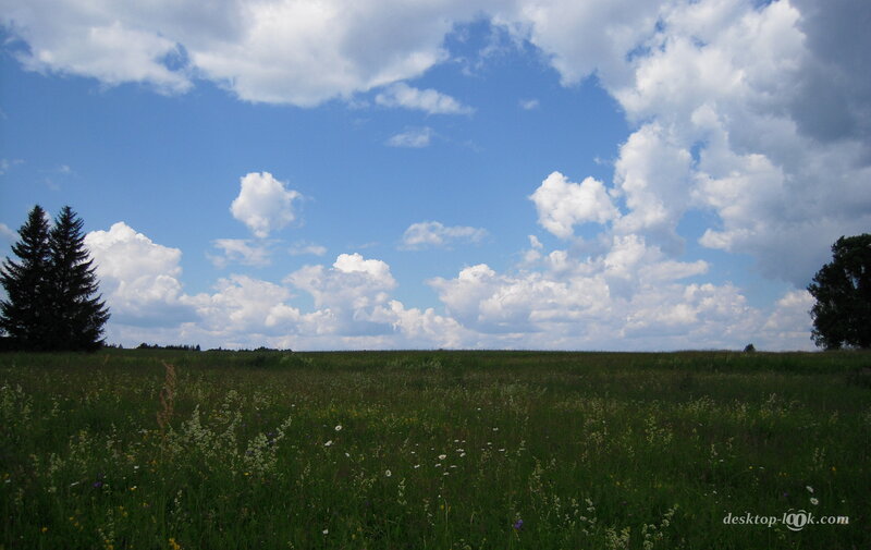 Green Meadow with Wildflowers — Serene