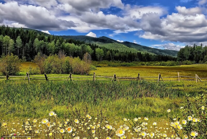 Green meadow with wildflowers