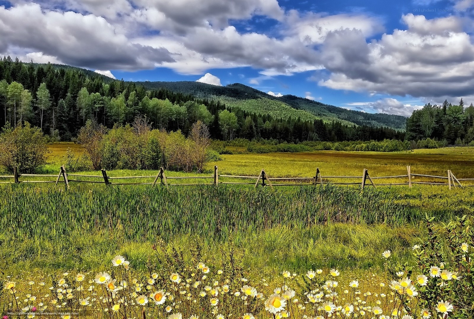 Green meadow with wildflowers