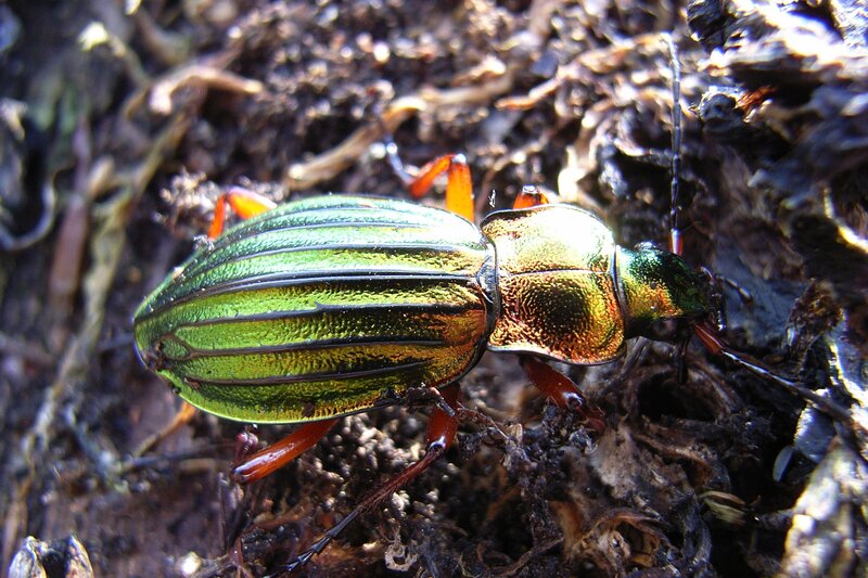 green metallic beetle on forest floor