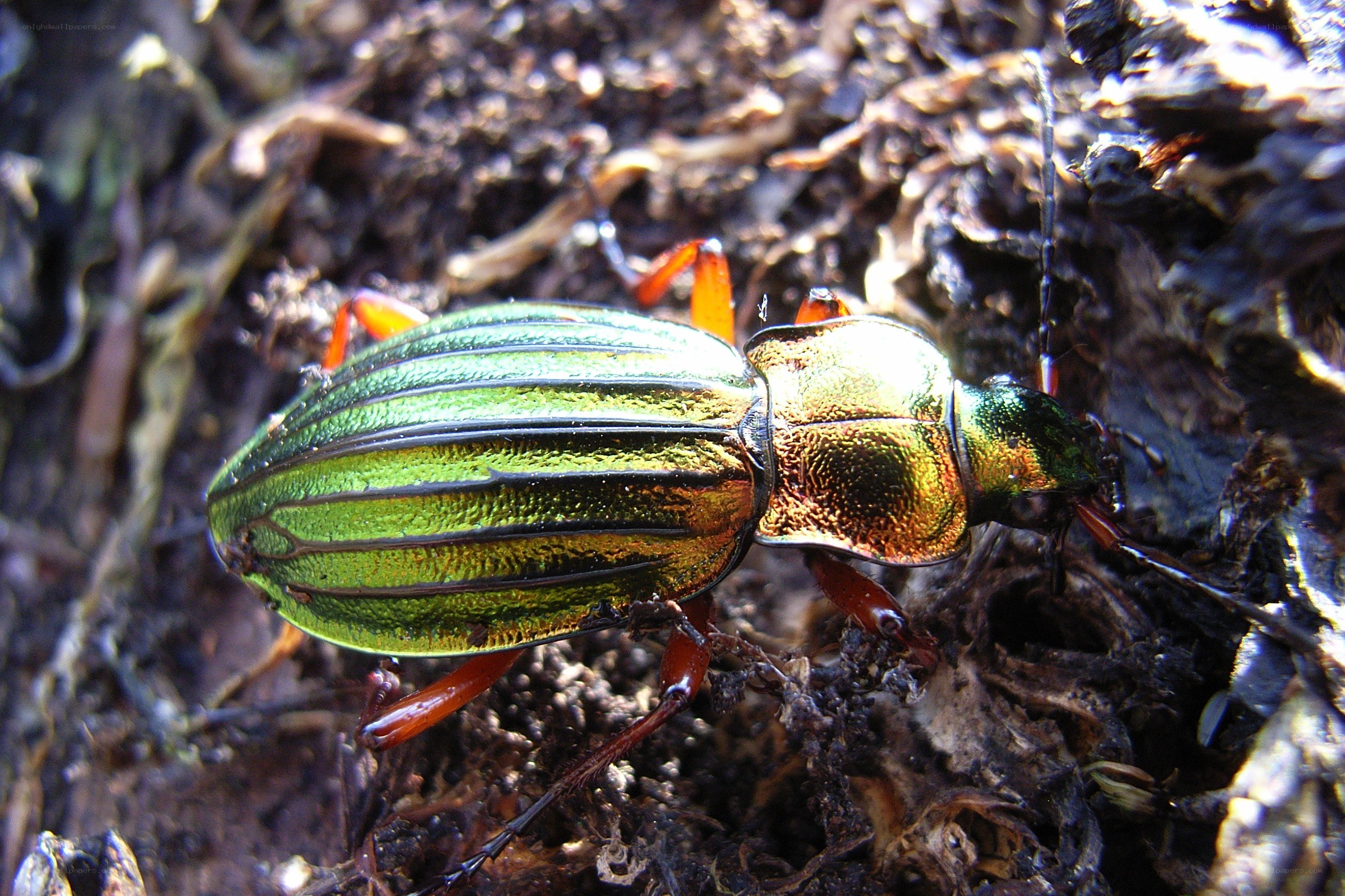 green metallic beetle on forest floor