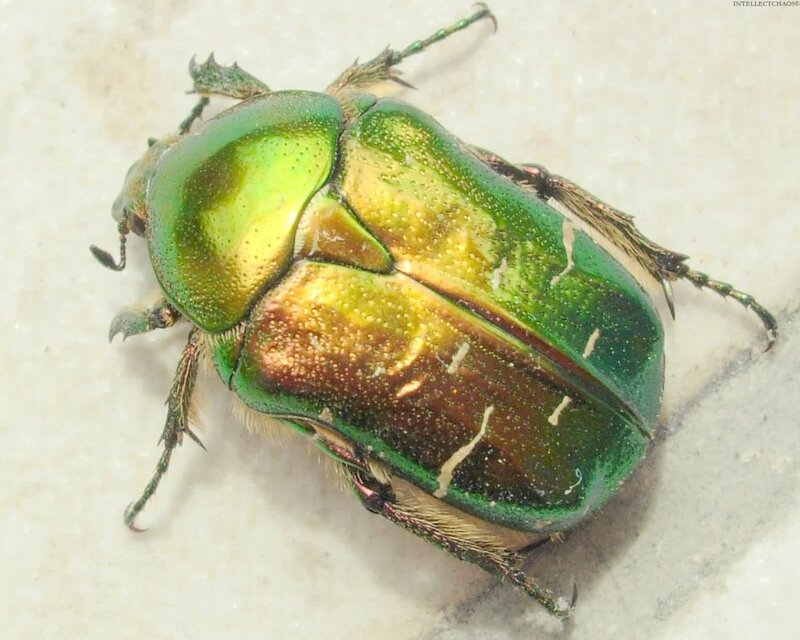 green metallic beetle