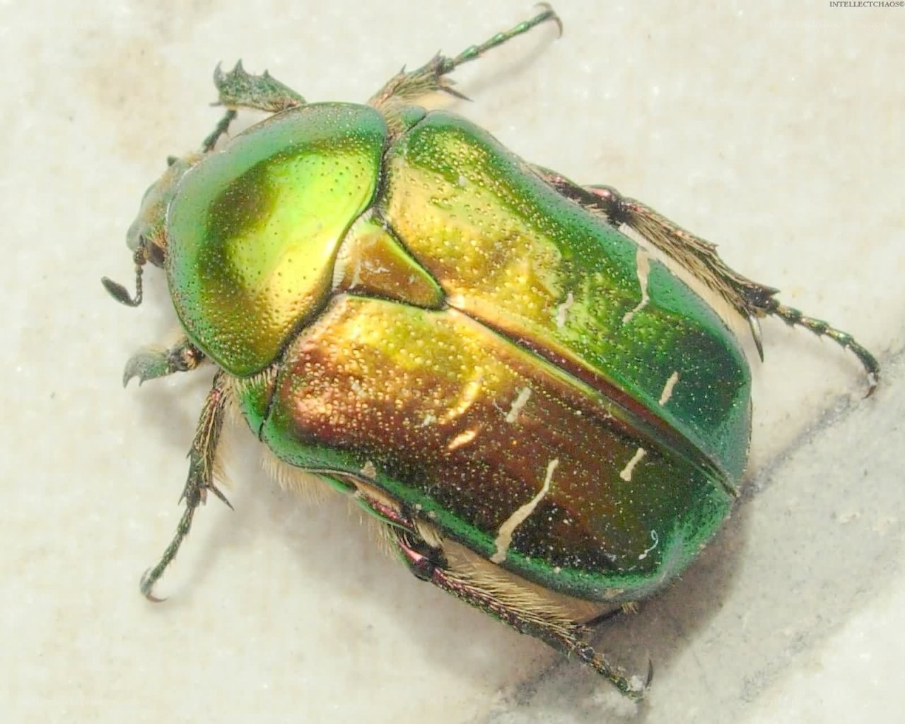 green metallic beetle