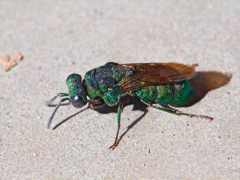 green metallic wasp