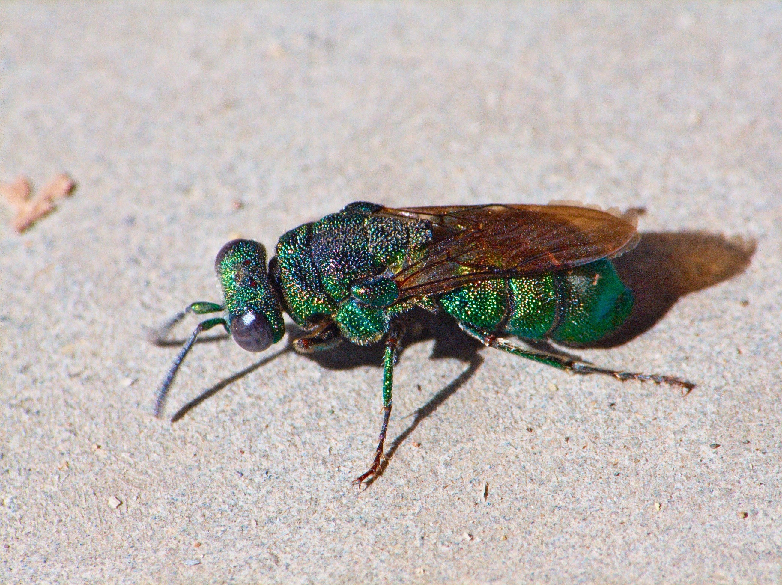 green metallic wasp