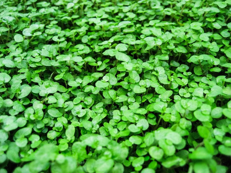 Green Microgreens