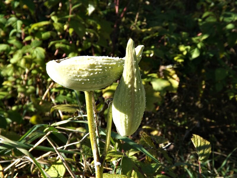 Green Milkweed Pods