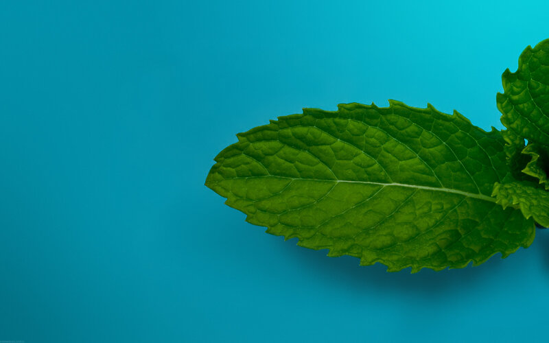 green mint leaf on blue