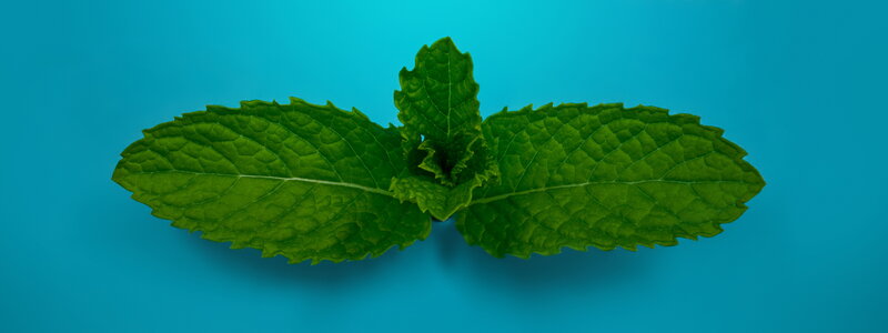 Green Mint Leaves — Calm, Photograph, Blue Background