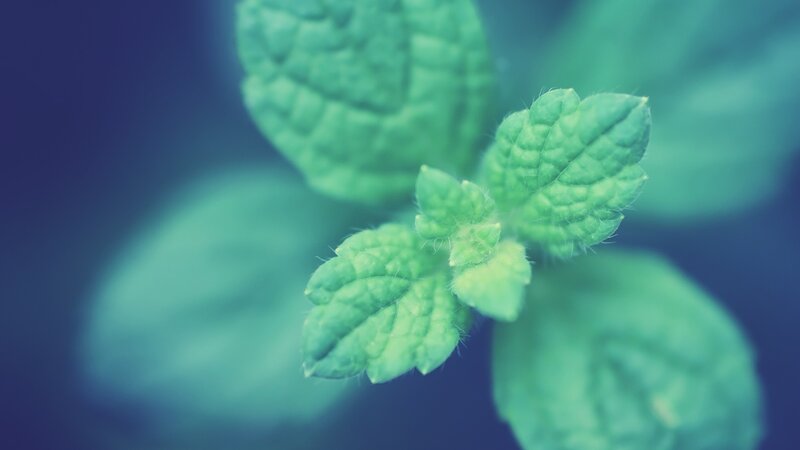Green Mint Leaves — Calm, Photograph, Plant