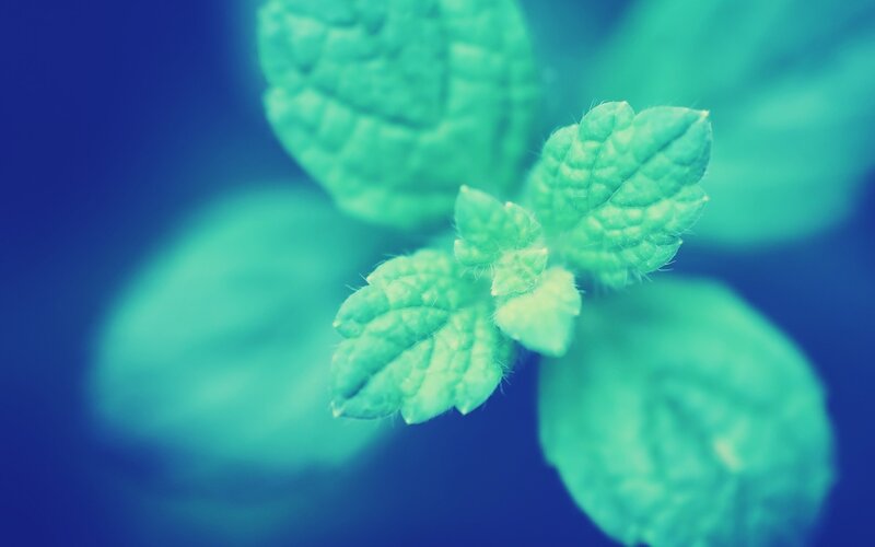 Green Mint Leaves — Calm, Photograph