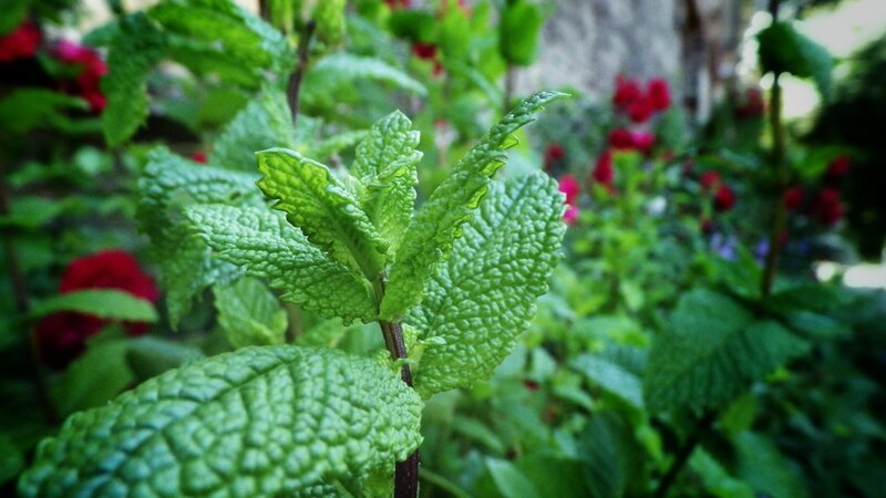 Green Mint Leaves — Natural, Afternoon