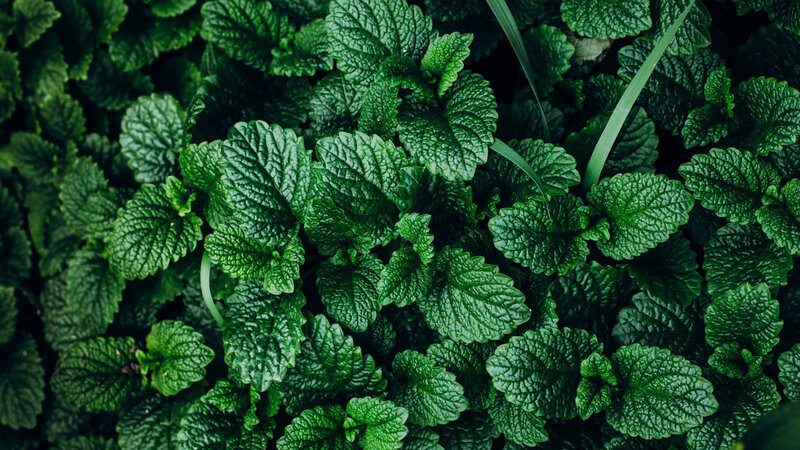 Green Mint Leaves — Natural