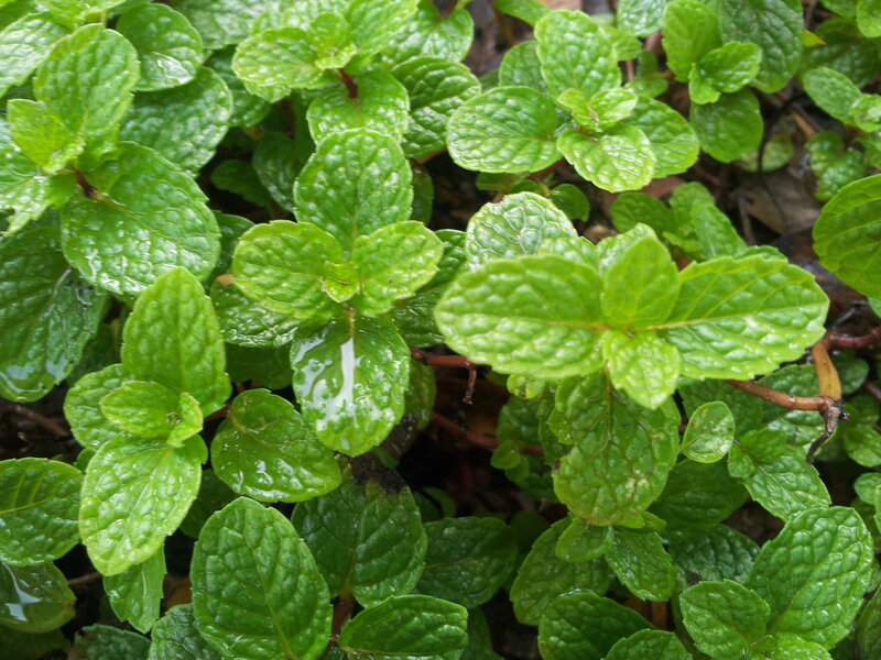 Green Mint Leaves