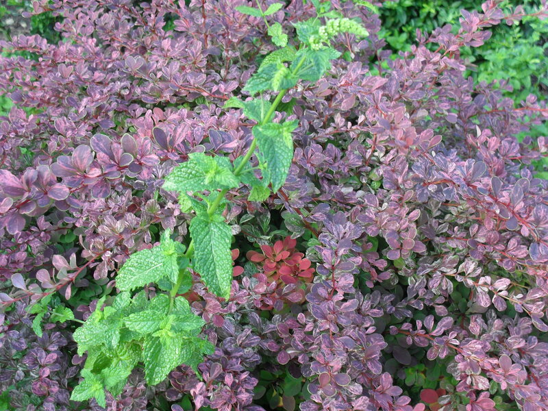 Green Mint Plant — Natural