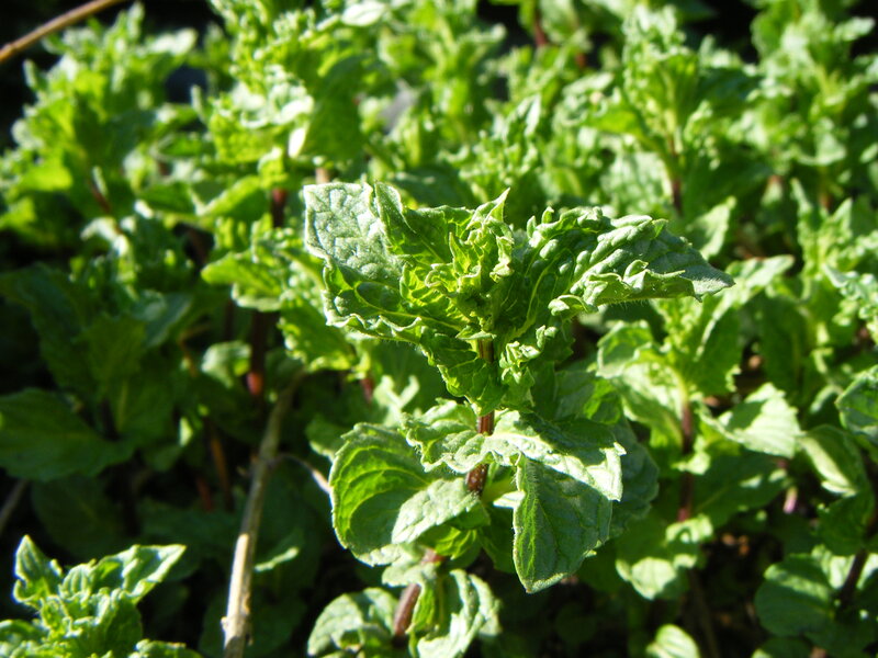 Green Mint Plant