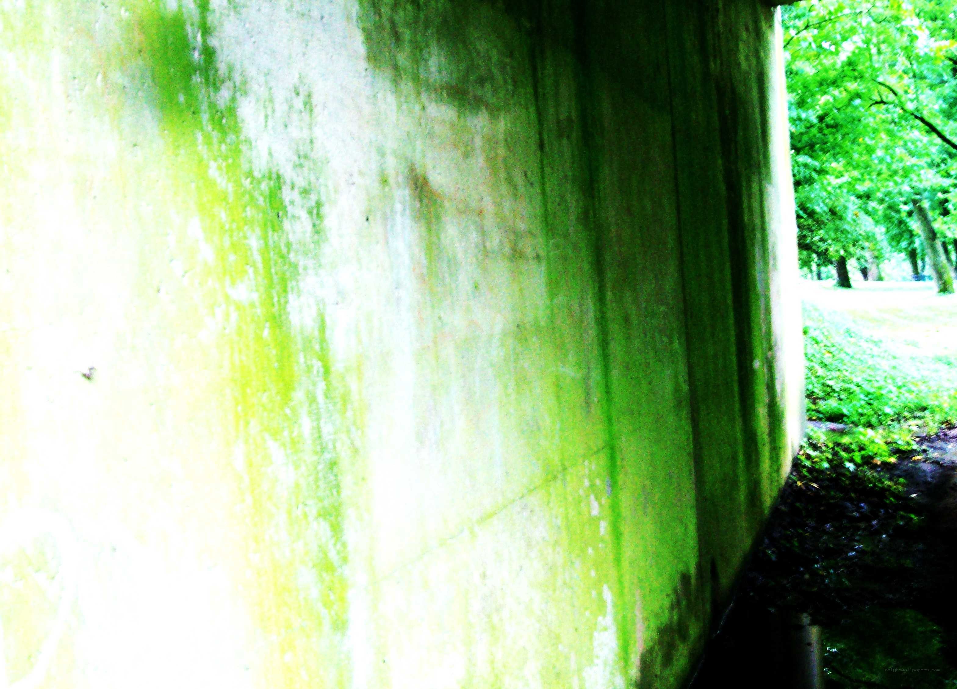 green mold on concrete wall