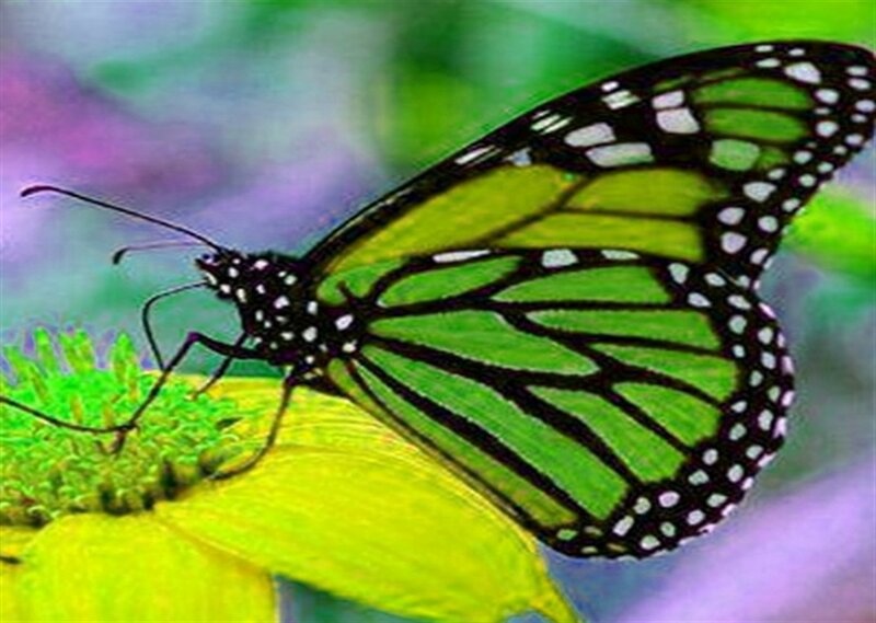 Green Monarch Butterfly — Calm