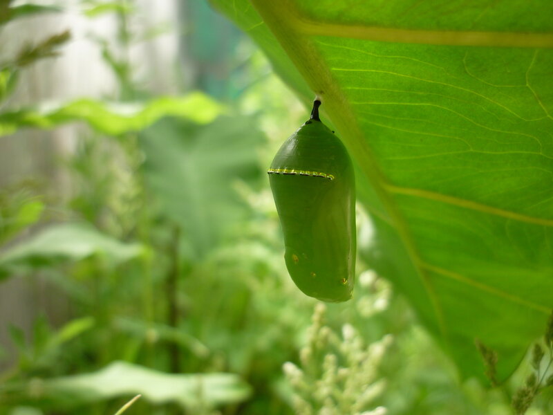 Green Monarch Chrysalis
