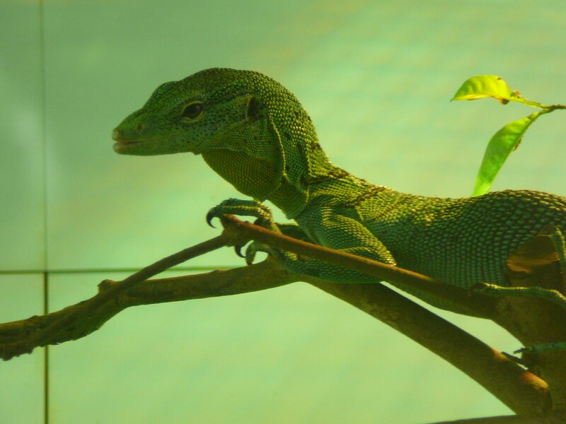 Green monitor lizard on branch